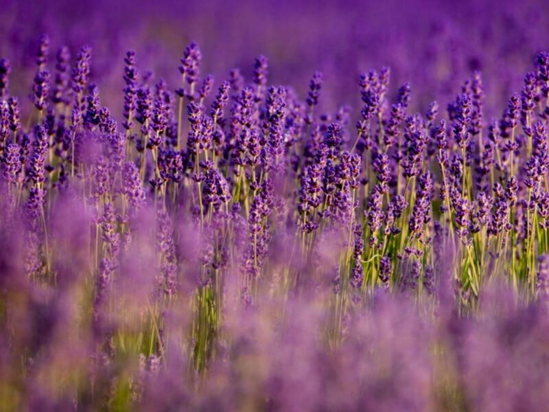A field of purple lavender flowers representing letting your uterus health bloom this spring.