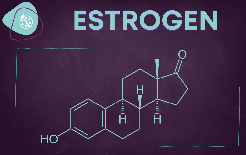 High Estrogen Levels? Here’s What You Need to Know