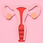 Image of uterius
