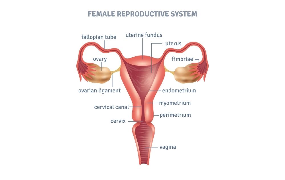 Different Parts of the Fundus of Uterus