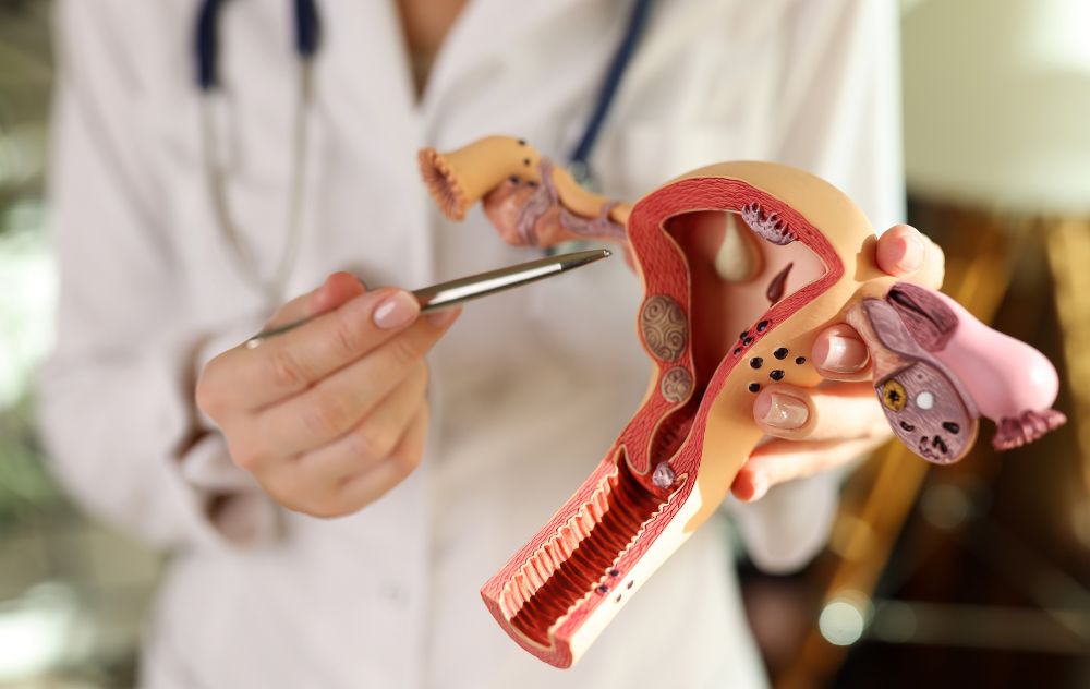 Fundus Of Uterus 8 Doctor showing Fundus of Uterus