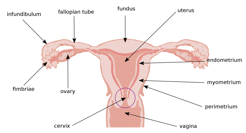 Enlarged uterus: Causes, symptoms, and treatment