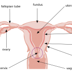 Enlarged uterus: Causes, symptoms, and treatment
