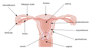  Enlarged uterus: Causes, symptoms, and treatment