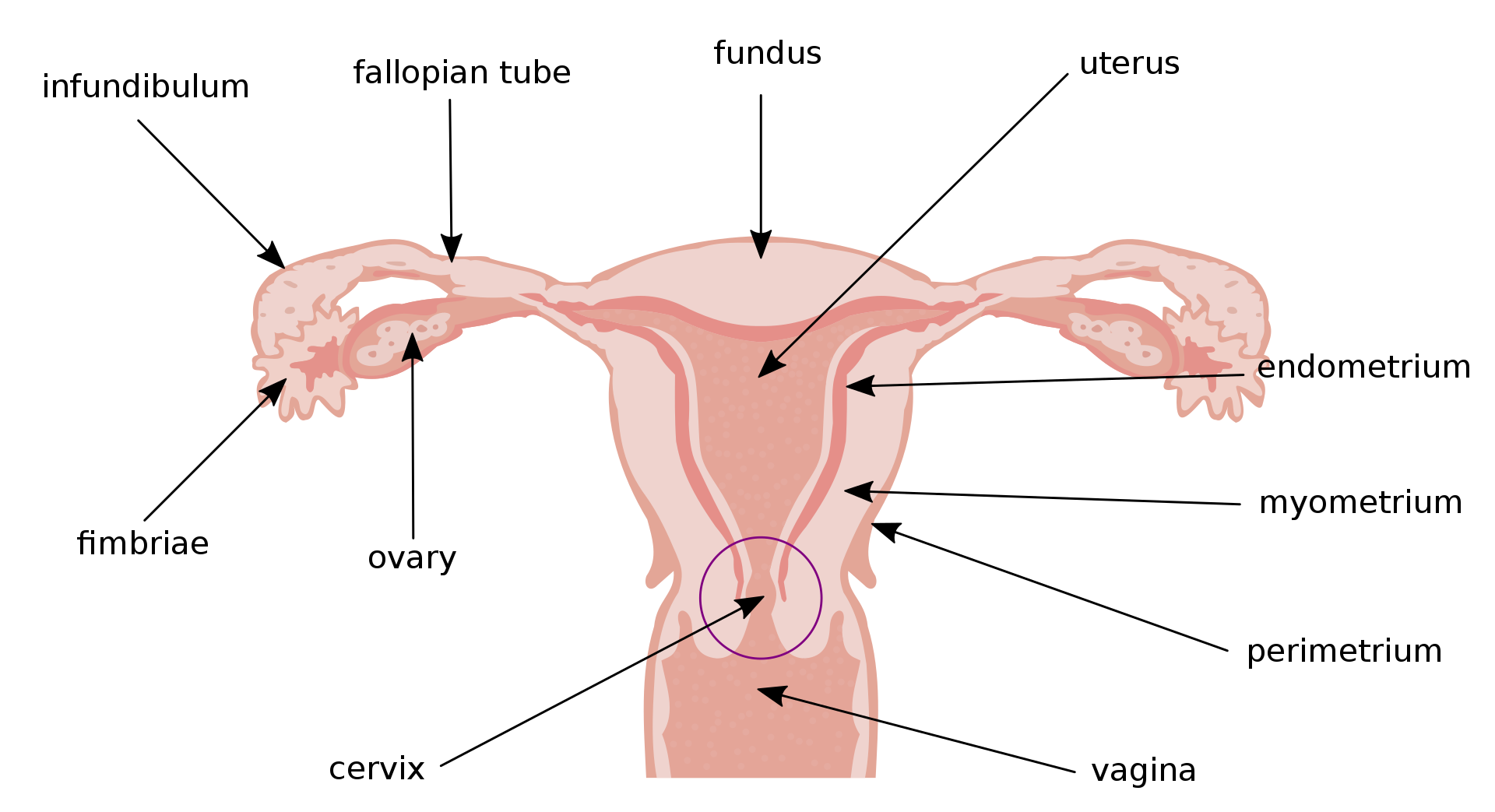 Enlarged Uterus: Symptoms Causes & Treatment